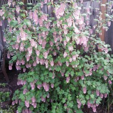 flowering currant